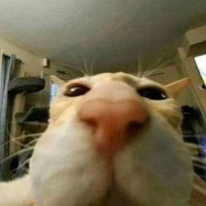 Meet your Posher, Idk why